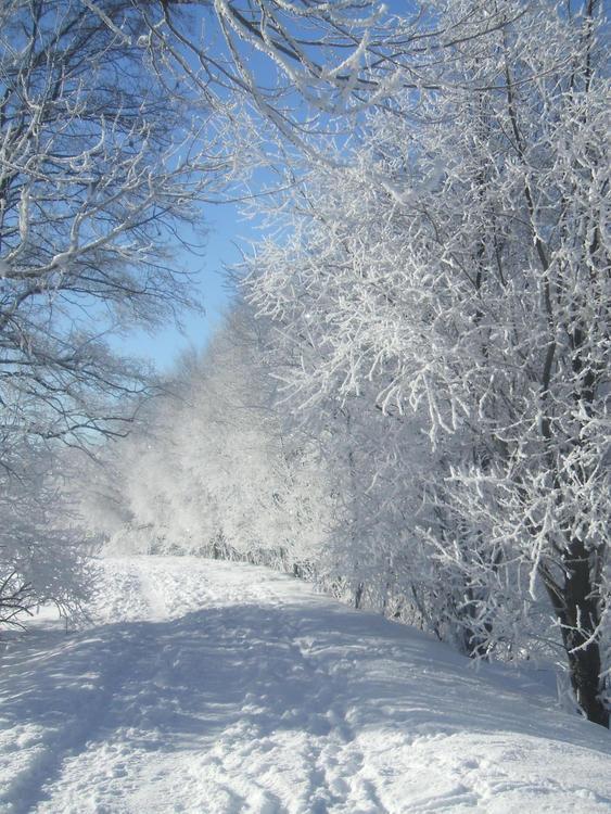 Appartamenti Vidi Pinzolo Bagian luar foto